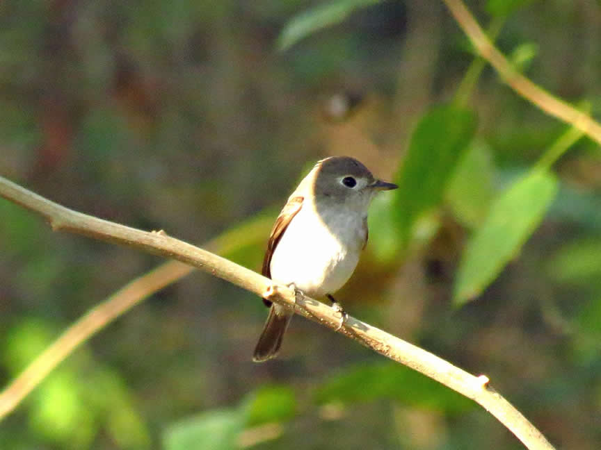 Asian brown flycatcher